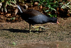 David Plant Photography - Wildlife Photographer - Moorhen - B
